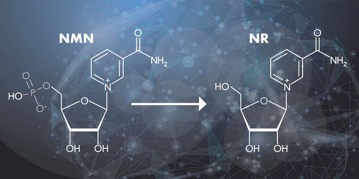 8 Key Differences Between NMN & NR