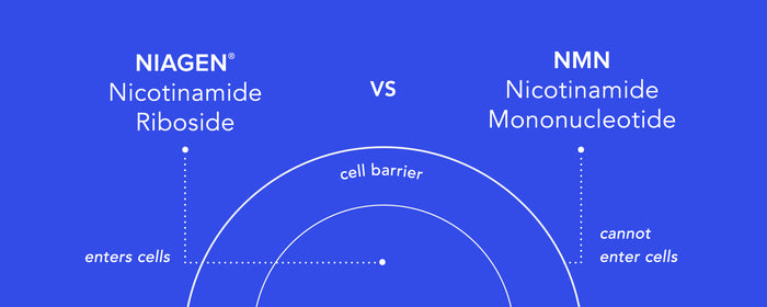 Nicotinamide Riboside vs NMN: Debunking the NMN Science