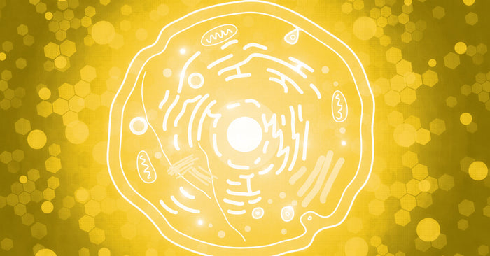 Is Happiness A Function Of Your Mitochondria?